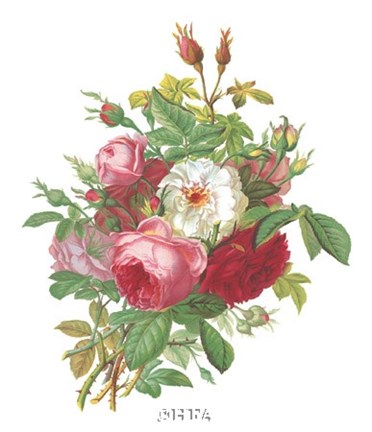 Antique Roses Fine-Art Print by Unknown at UrbanLoftArt.com